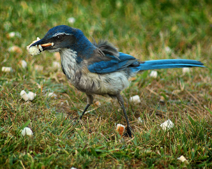 Western Scrub Jay Feeding PAC's Worlds