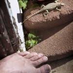 Lizard and My Foot 02-09-12 lo-res