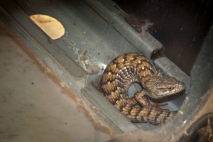 Alligator Lizard01 03-23-12 lo-res Alligator Lizard