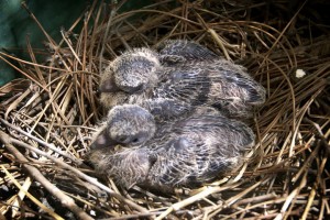 Mourning Dove Chicks 03-27-12 lo-res