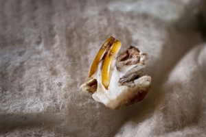 Mouse Skull Jaw 03-24-12 lo-res