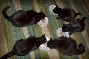 Cat-sitting01 03-31-12 lo-res