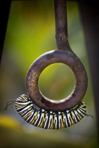 Monarch Larva01 05-07-12 lo-res