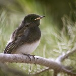 Phoebe Chick01 05-10-12 lo-res Hero shot