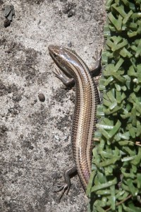 Skink 05-03-12 lo-res