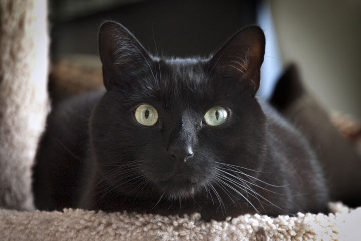 other than a nasty bodily organ-looking hairball, there weren&